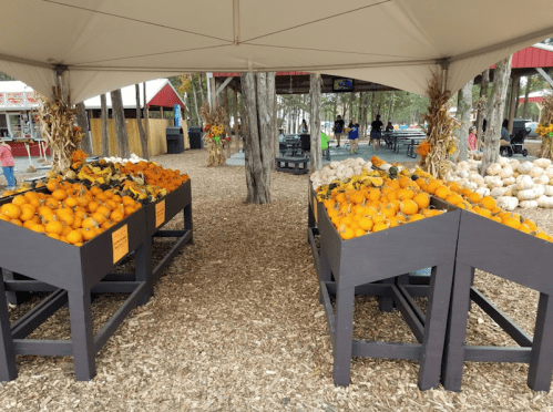Two wooden displays filled with various pumpkins and gourds under a tent, surrounded by a rustic outdoor setting.