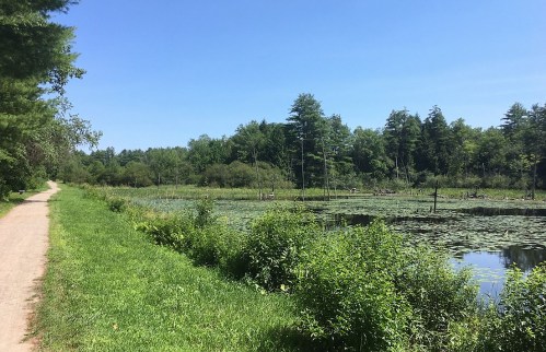 A serene landscape featuring a path beside a pond covered in lily pads, surrounded by lush greenery and trees.