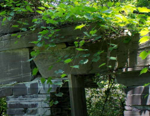 Overgrown ruins with large stone blocks and green vines, surrounded by lush foliage.