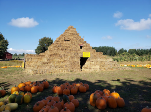 A pyramid-shaped structure made of hay bales, surrounded by pumpkins in a sunny field.