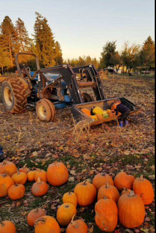 A tractor in a pumpkin field with scattered pumpkins and a person loading pumpkins into a cart at sunset.