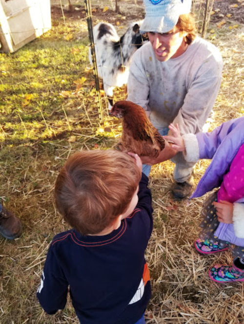 A child reaches out to hold a chicken while an adult assists, with a calf in the background on a farm.