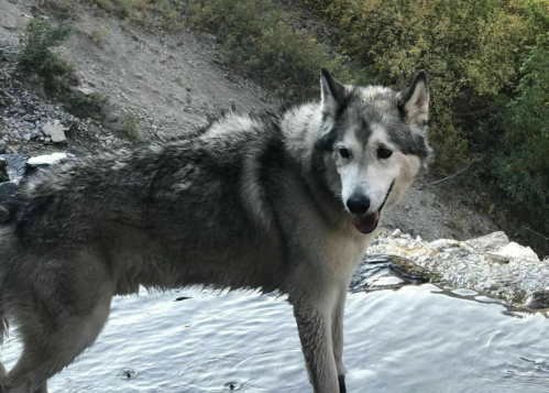 A wolf stands near the edge of a water body, surrounded by greenery and rocky terrain.