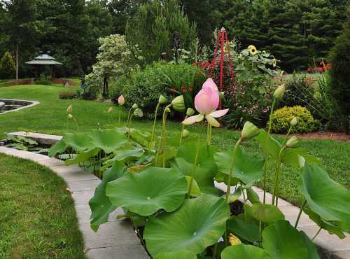 A serene garden scene featuring blooming lotus flowers and lush greenery along a stone path.