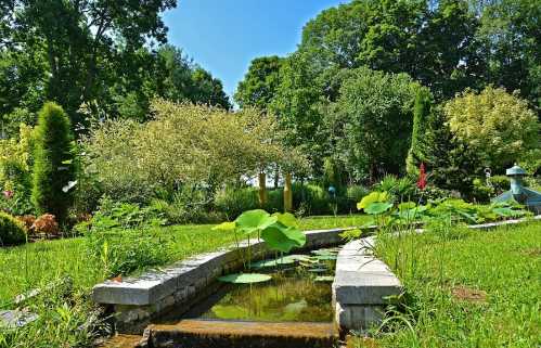 A serene garden scene featuring a pond with lily pads, surrounded by lush greenery and trees under a clear blue sky.