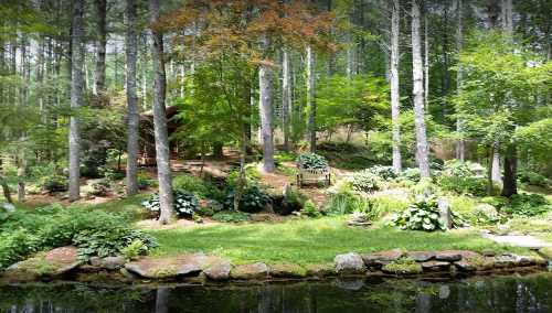 A serene forest scene with lush greenery, a pond, and a wooden structure in the background surrounded by trees.