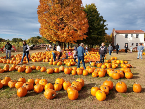 A pumpkin patch filled with people selecting pumpkins, surrounded by autumn trees and a cloudy sky.