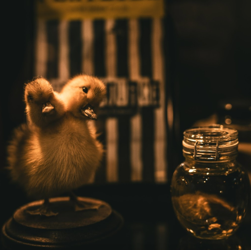A taxidermy chick with two heads stands on a base next to a jar, set against a dark, blurred background.