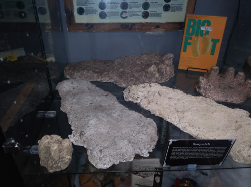 Display case featuring various Bigfoot footprint casts and a book titled "Bigfoot."