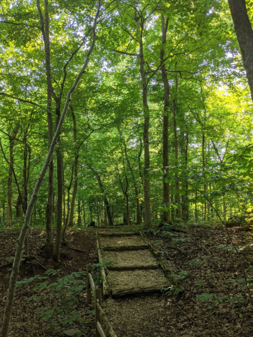 A wooden path leads through a lush green forest with tall trees and dappled sunlight filtering through the leaves.