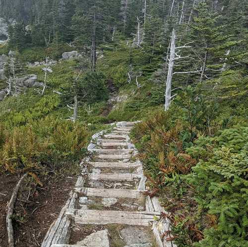 A wooden staircase leads through a lush, green forest with trees and ferns surrounding the path.