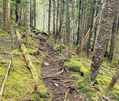 A winding dirt path through a lush, green forest with moss-covered ground and tall trees.