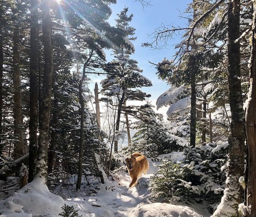 A golden retriever runs through a snowy forest, surrounded by snow-covered trees and bright sunlight.