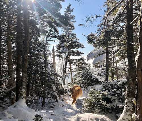 A golden retriever runs through a snowy forest, surrounded by snow-covered trees and bright sunlight.