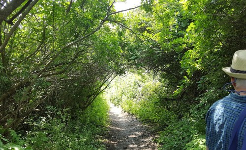 A narrow, sunlit path through dense greenery, with a person in a straw hat walking along the trail.