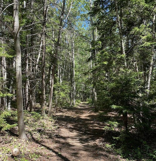A narrow dirt path winding through a lush green forest with tall trees and dappled sunlight.