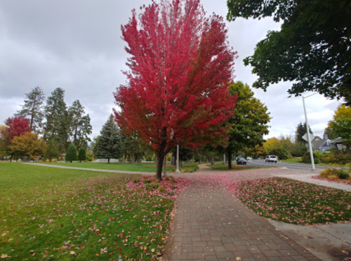 A vibrant red tree stands in a park, surrounded by fallen leaves and a winding pathway under a cloudy sky.