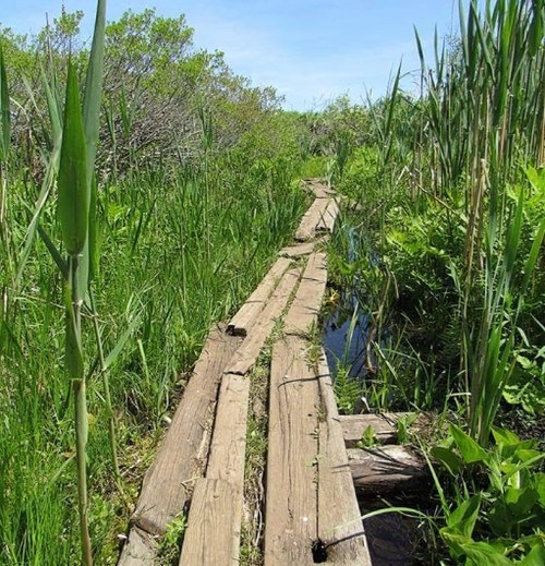 A wooden boardwalk stretches through lush green vegetation and reeds under a clear blue sky.