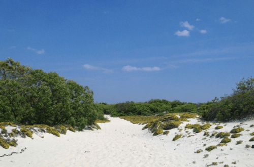 A sandy path leads through lush greenery under a clear blue sky with a few clouds.