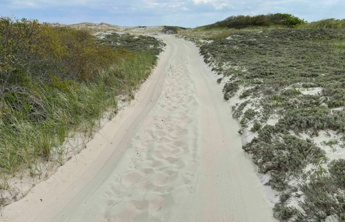 A sandy path winds through grassy dunes under a cloudy sky.