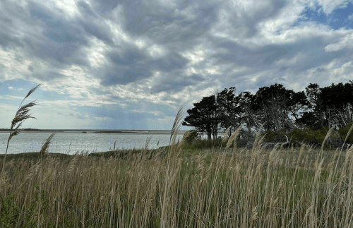 A serene landscape featuring tall grass, a calm water body, and trees under a cloudy sky.