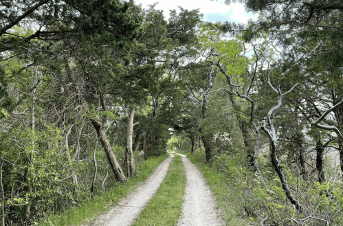 A gravel path lined with trees, leading through a lush green forest under a partly cloudy sky.