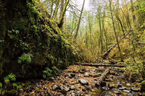 A serene forest scene with moss-covered rocks, a small stream, and fallen logs surrounded by lush greenery and autumn leaves.