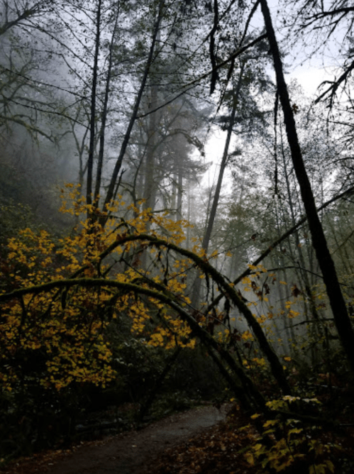A misty forest scene with tall trees and yellow leaves on branches, creating a serene, atmospheric landscape.