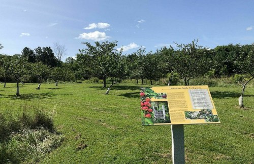 A sunny orchard with apple trees and an informational sign about the heritage apple gallery.