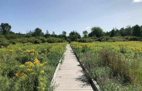A wooden boardwalk leads through a vibrant field of yellow flowers and greenery under a clear blue sky.