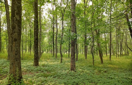A lush green forest with tall trees and dense undergrowth, creating a serene and tranquil atmosphere.