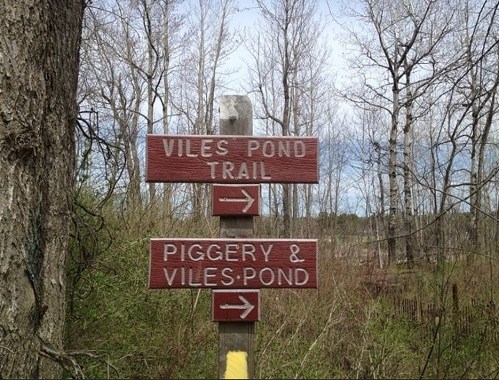 Two wooden signs point the way: one for Viles Pond Trail and the other for Piggery & Viles Pond, surrounded by trees.