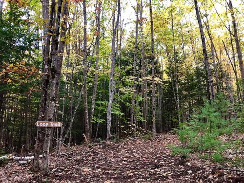A wooded area with tall trees and autumn foliage, featuring a sign for the "Loop Trail" pointing into the forest.