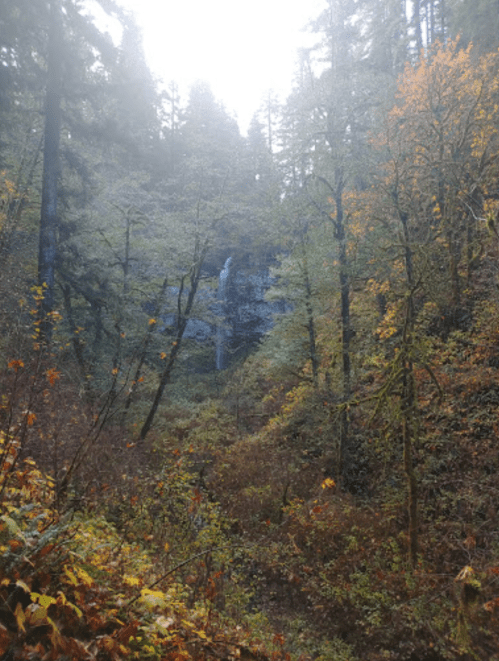 A misty forest scene with autumn foliage and a distant waterfall partially obscured by trees.