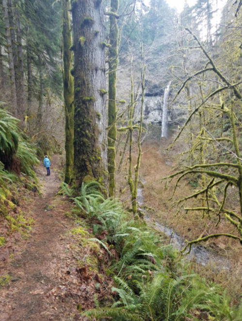 A person walks along a forest trail surrounded by tall trees and ferns, with a waterfall in the background.