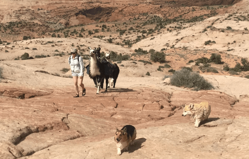 A person walks on rocky terrain with two llamas and two dogs in a desert landscape.