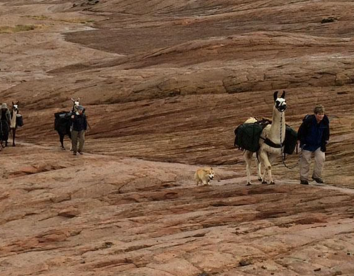 A person walks with a dog alongside llamas carrying packs on rocky terrain.
