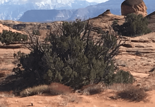 A bush in a desert landscape with rocky formations and distant mountains under a clear blue sky.