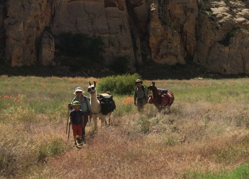 Two hikers with llamas walk through a grassy field, surrounded by rocky cliffs and colorful wildflowers.