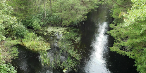 A serene river winding through lush greenery, with reflections on the water and patches of lily pads.