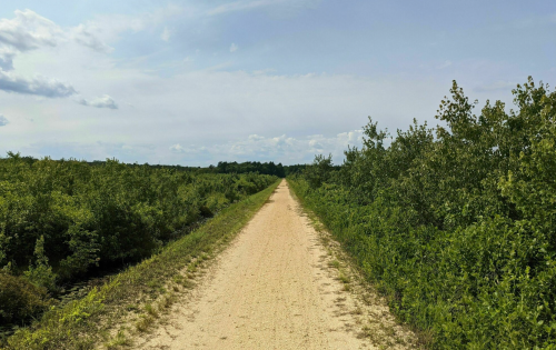 A wide dirt path stretches through lush greenery under a clear sky, inviting exploration into the landscape.