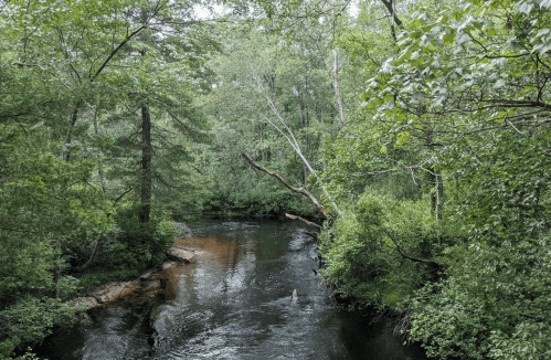 A serene river flows through a lush, green forest, surrounded by trees and dense foliage.
