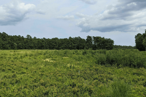 A wide, open field with green vegetation and a tree line under a cloudy sky.