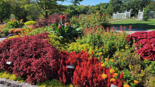 A vibrant garden filled with colorful flowers and lush greenery under a clear blue sky.