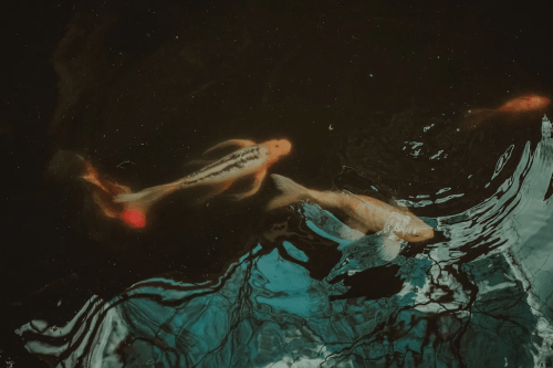 Koi fish swimming in dark water, with reflections creating a shimmering effect on the surface.