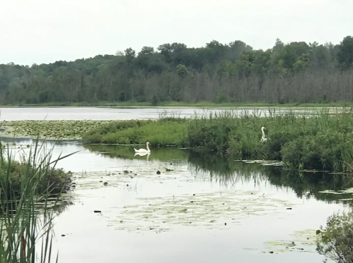 Two swans glide across a calm lake surrounded by lush greenery and lily pads under a cloudy sky.