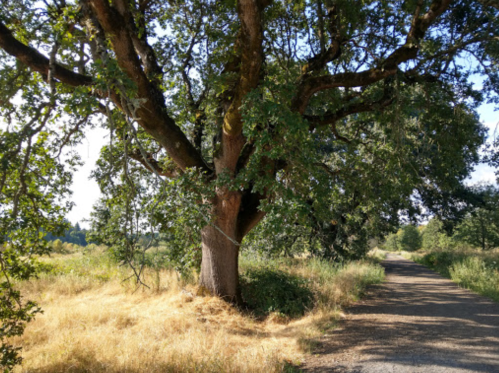 A large tree stands beside a dirt path, surrounded by tall grass and a clear blue sky.