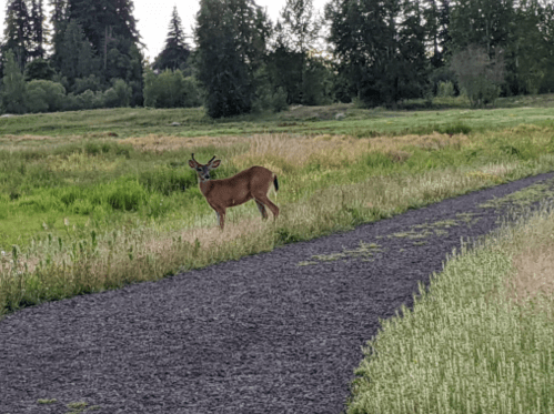 A deer stands on a grassy path in a lush green field, surrounded by trees and vegetation.