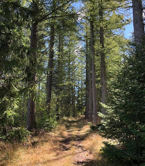 A serene forest path lined with tall trees and dappled sunlight filtering through the leaves.