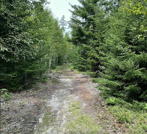 A narrow dirt path winds through a lush green forest, surrounded by tall trees and underbrush.